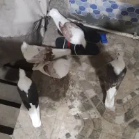 کبوتر|پرنده|خرمآباد, |دیوار