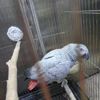 طوطی کاسکو ماده جوان