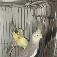 مرغ عشق فنج|پرنده|تهران, اتابک|دیوار