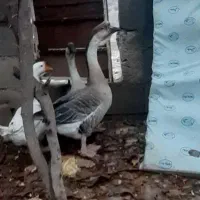 قو قاز|حیوانات مزرعه|کلاشی, |دیوار