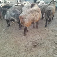 ۲۵راس میش ترکی بختیاری آبستن‌گلون|حیوانات مزرعه|کازرون, |دیوار