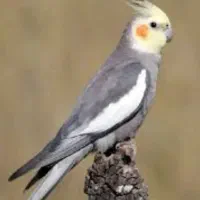 عروس هلندی ۳ عدد جوجه ۲ ماهه و یک جفت مولد