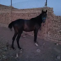 کره‌اسب‌نریان