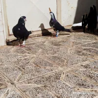 کفتر ساده،دم سفید هفت رنگ