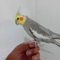 عروس هلندی|پرنده|شهریار, اسد‌آباد|دیوار