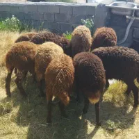 بره نروماده
