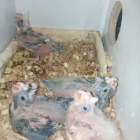 جوجه عروس هلندی دوکت و ابلغ آلبینو|پرنده|کرج, شهرک بنفشه|دیوار