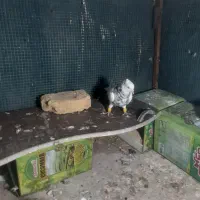 کفتر طوقی|پرنده|قائن, |دیوار