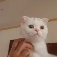 بچه گربه اسکاتیش بریتیش فولد|گربه|کرمان, |دیوار