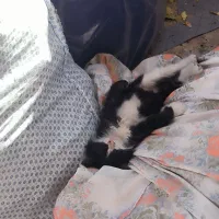 بچه گربه گم شده محدوده باغمیشه|حیوانات|تبریز, |دیوار