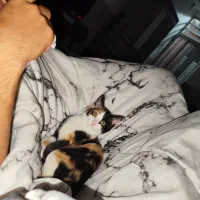 واگذاری گربه|گربه|کرمان, |دیوار