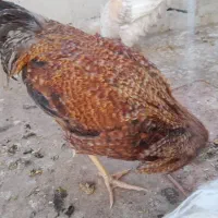 خروس سالم و بی نظیر|حیوانات مزرعه|قم, در بهشت|دیوار