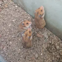 همستر بالغ