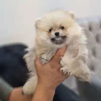 توله پامرانین|سگ|شاهینشهر, بانک استان|دیوار