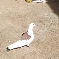 کبوتر پشت طوق