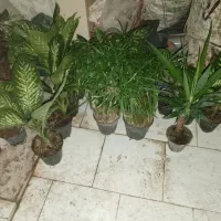 گل گیاه|گل و گیاه طبیعی|رودهن, |دیوار