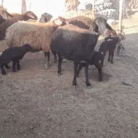 ۷راس‌گوسفند‌بره‌دار