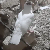 یک عدد کبوتر جوانه