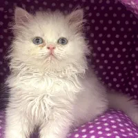 گربه پرشین|گربه|اسلامشهر, زرافشان|دیوار