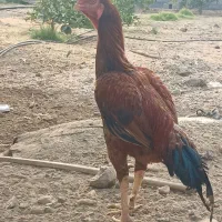 خروس لاری افغان