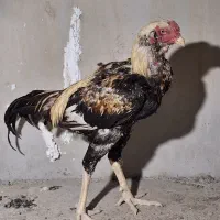 خروس لاری