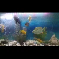 آکواریم  فروشی|ماهی|قمصر, |دیوار