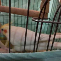 طوطی عروس مولد سخنگو خانگی،معاوضه|پرنده|کرج, باغستان|دیوار