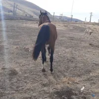 اسب|اسب و تجهیزات اسب‌سواری|میانه, |دیوار