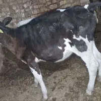 گوساله ماده