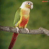 جوجه گرینچیک سرلاکی آناناسی رد