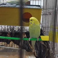 مرغ عشق|پرنده|محمدیه-قزوین, |دیوار