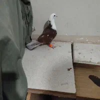 کلاغ سرخ|پرنده|نیشابور, شهرک بسیج|دیوار