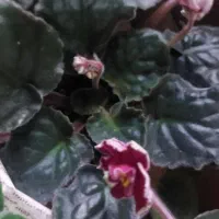 گل فروشی|گل و گیاه طبیعی|لیسار, |دیوار