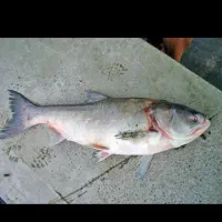 ماهی فروشی|حراج|تربت جام, شهرک آزادگان|دیوار