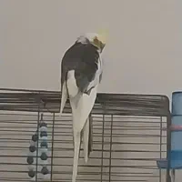 عروس هلندی نر|پرنده|اراک, |دیوار