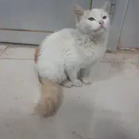 گربه دم سنجابی|گربه|رشت, سعدی (تختی)|دیوار