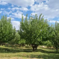 فروش باغ به صورت قرعه کشی