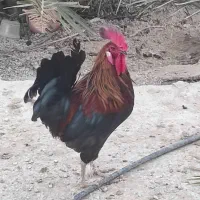 چند عدد خروس یک ساله محلی حنایی|حیوانات مزرعه|اهرم, |دیوار