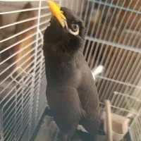 مرغ مینا نر 6ماهه