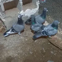 800000|پرنده|سرخس, |دیوار