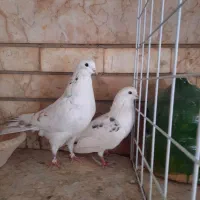 نر و ماده تهرانی|پرنده|شیراز, آزادگان|دیوار