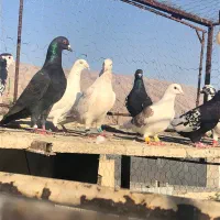 کبوتر پلاکی|پرنده|شیراز, حومه شیراز|دیوار