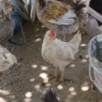 فروش خروس
