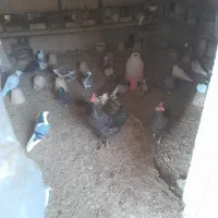 کفتر|حیوانات مزرعه|اصفهان, محمودآباد|دیوار