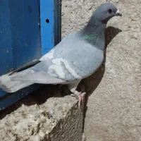 پلاکی رگ سفید|پرنده|برازجان, |دیوار