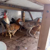 مرغ و خروس