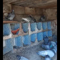 کبوتر پلاکی مسافتی|پرنده|یاسوج, |دیوار