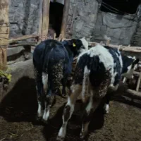 گوساله نر سیمنتال|حیوانات مزرعه|میانه, |دیوار