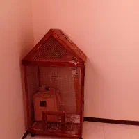 شاه طوطی|پرنده|شاهینشهر, مخابرات (شهید بهشتی)|دیوار