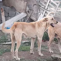 سگ ماده عراقی